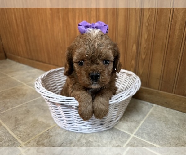 Medium Photo #1 Cavapoo (Miniature) Puppy For Sale in GREENWOOD, WI, USA