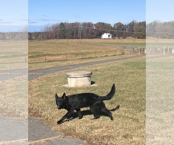 Medium Photo #1 German Shepherd Dog Puppy For Sale in Centreville, VA, USA