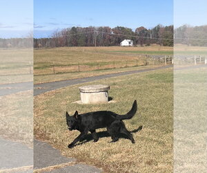 German Shepherd Dog Dogs for adoption in Centreville, VA, USA