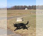 Small German Shepherd Dog