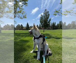 Rocket formerly Ranger - Male Siberian Husky-Unknown Mix Dog for Adoption - Photo #4