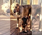 Small #18 Irish Wolfhound