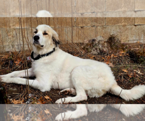 Great Pyrenees-Unknown Mix Dogs for adoption in Brooklyn Center, MN, USA