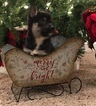 Small Photo #5 Alaskan Klee Kai Puppy For Sale in WINCHESTER, OH, USA