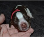 Small Photo #9 English Springer Spaniel Puppy For Sale in LITCHFIELD, MN, USA
