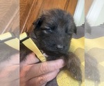 Small Photo #7 German Shepherd Dog Puppy For Sale in NEWVILLE, PA, USA