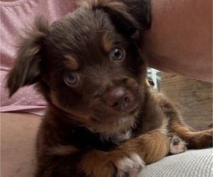 Medium Miniature Australian Shepherd