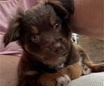 Puppy Choco Miniature Australian Shepherd