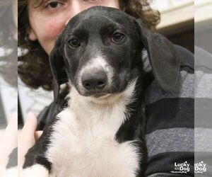 Basset Hound-Unknown Mix Dogs for adoption in Washington, DC, USA