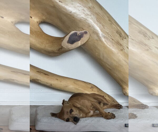 Medium Photo #3 Chihuahua-Unknown Mix Puppy For Sale in Miami, FL, USA