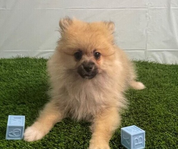 Medium Photo #1 Pomeranian Puppy For Sale in STUART, FL, USA