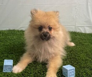 Pomeranian Puppy for sale in STUART, FL, USA