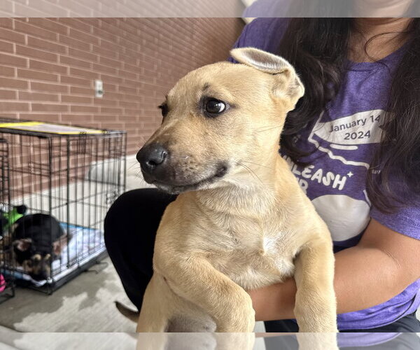 Medium Photo #3 Labrador Retriever-Unknown Mix Puppy For Sale in The Woodlands, TX, USA
