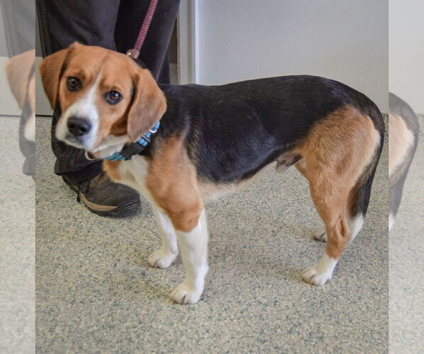 Medium Photo #2 Bagle Hound Puppy For Sale in Huntley, IL, USA