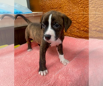 Small #6 American Pit Bull Terrier Mix