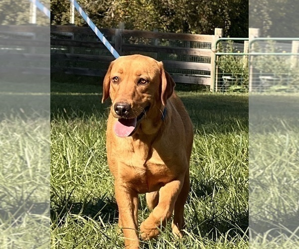 Medium Photo #1 Labrador Retriever Puppy For Sale in NEOLA, WV, USA