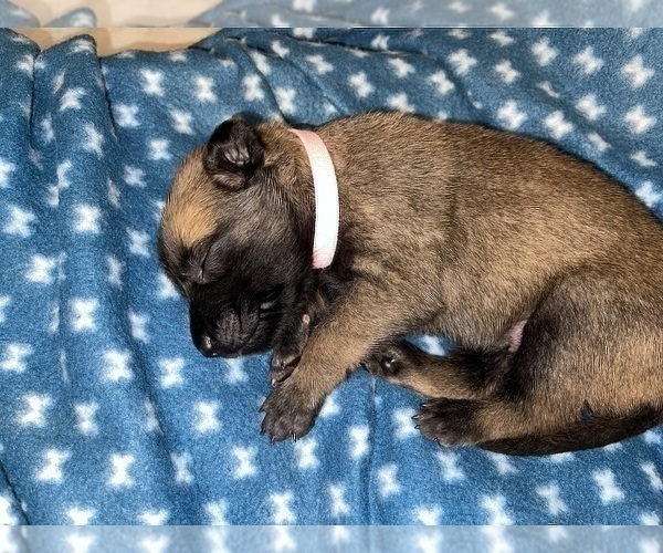 Medium Photo #290 Belgian Malinois Puppy For Sale in REESEVILLE, WI, USA