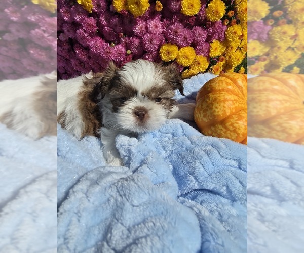 Medium Photo #7 Shih Tzu Puppy For Sale in BUFFALO, NY, USA