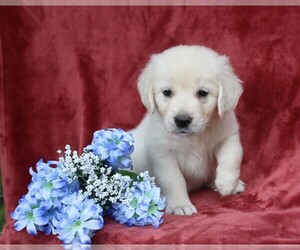 English Cream Golden Retriever Puppy for sale in FREDERICKSBG, OH, USA