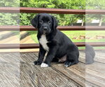 Small Photo #8 Australian Shepherd-Unknown Mix Puppy For Sale in Euless, TX, USA