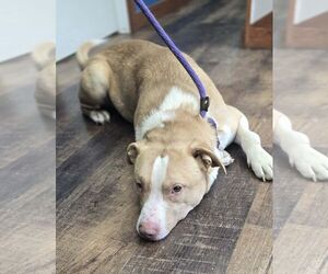 Retriever -Unknown Mix Dogs for adoption in Martinsburg, WV, USA