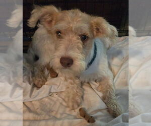 Norfolk Terrier-Unknown Mix Dogs for adoption in San Antonio, TX, USA