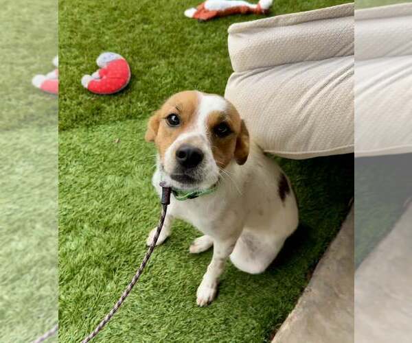 Medium Photo #6 Jack Russell Terrier-Parson Russell Terrier Mix Puppy For Sale in Cave Creek, AZ, USA