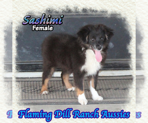 Miniature Australian Shepherd Puppy for sale in FORESTBURG, TX, USA