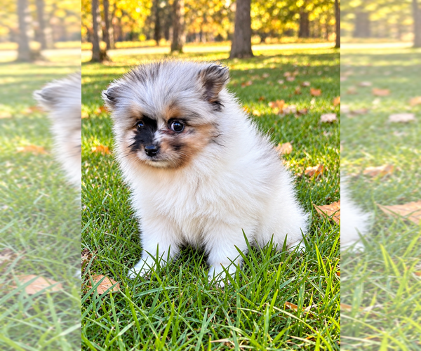 Medium Photo #5 Pomeranian Puppy For Sale in FAIR HAVEN, MI, USA