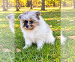 Bailey - Male Pomeranian Puppy for Sale - Photo #5