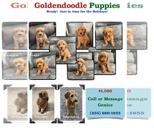 Goldendoodle (Miniature) Puppy for sale in OVERTON, NV, USA