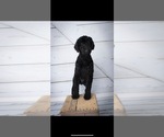 Small Photo #1 Goldendoodle (Miniature) Puppy For Sale in RUSHMORE, MN, USA