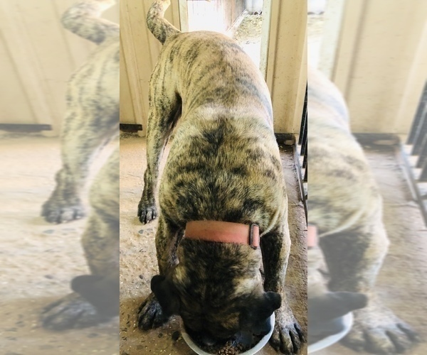 Medium Photo #1 Presa Canario Puppy For Sale in MESA, AZ, USA
