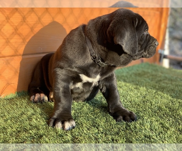 Medium Photo #1 Cane Corso Puppy For Sale in NARVON, PA, USA