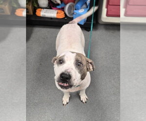 Girlie HHS RRP - Female Mutt Dog for Adoption - Photo #2