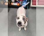 Small #1 Mutt