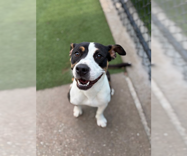 Medium Photo #2 Mutt Puppy For Sale in Andover, MN, USA