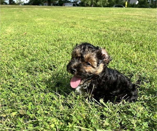 Medium Photo #3 YorkiePoo Puppy For Sale in MONTGOMERY VILLAGE, MD, USA