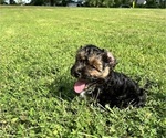 Small Photo #9 YorkiePoo Puppy For Sale in MONTGOMERY VILLAGE, MD, USA