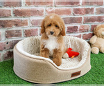 Small #4 Poodle (Miniature)
