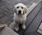 Small Photo #1 Golden Retriever Puppy For Sale in FREDERICKSBURG, VA, USA