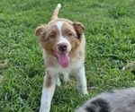 Small Photo #11 Miniature Australian Shepherd Puppy For Sale in EVERTON, MO, USA