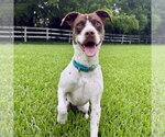 Small Photo #3 Brittany-Colonial Cocker Spaniel Mix Puppy For Sale in HOUSTON, TX, USA