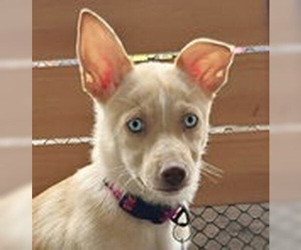 Medium Photo #4 Mutt Puppy For Sale in Fremont, CA, USA