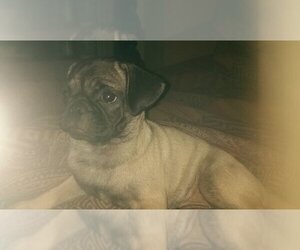 Pug Puppy for sale in LAS VEGAS, NV, USA