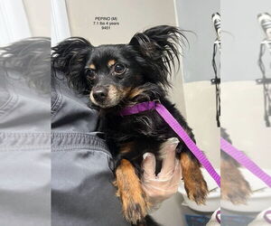 Chion Dogs for adoption in Studio City, CA, USA