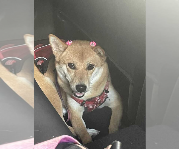 Medium Photo #1 Shiba Inu Puppy For Sale in Miami, FL, USA