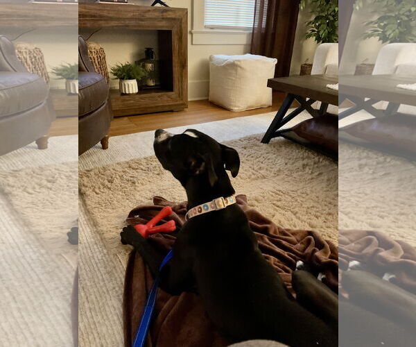 Medium Photo #4 American Pit Bull Terrier-Unknown Mix Puppy For Sale in Lockport, NY, USA