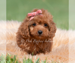 Puppy Cupcake F1 Maltipoo (Miniature)