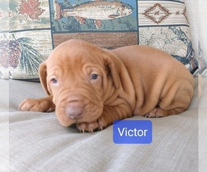 Vizsla Puppy for Sale in NEW YORK MILLS, Minnesota USA